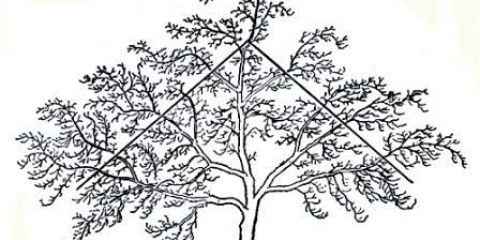 Orezivanje starih jabuka